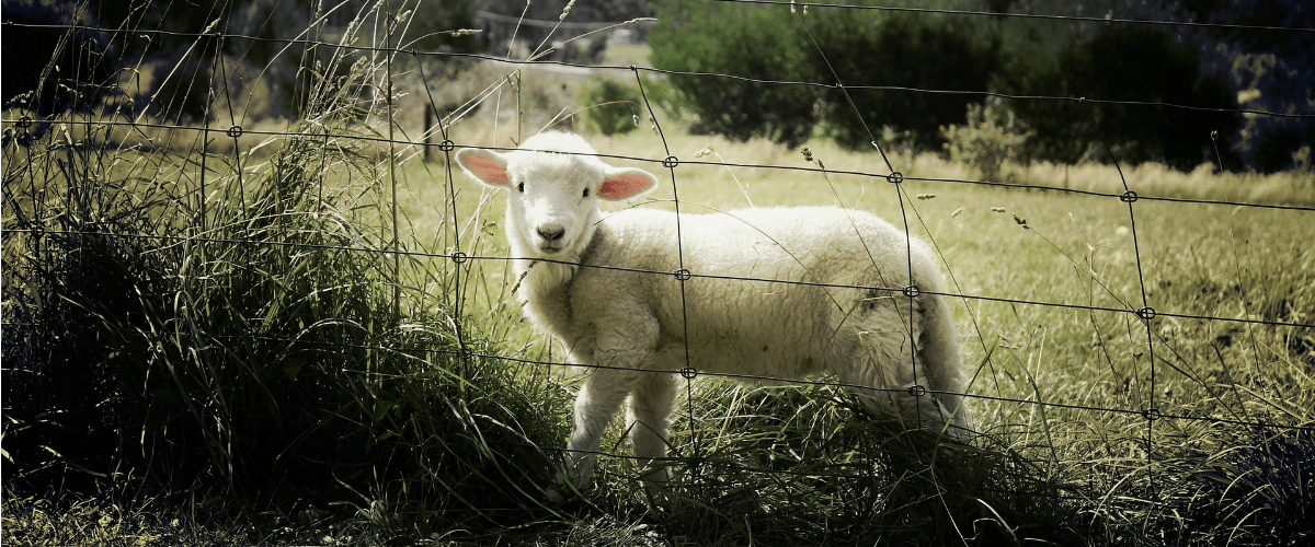 Lamb.