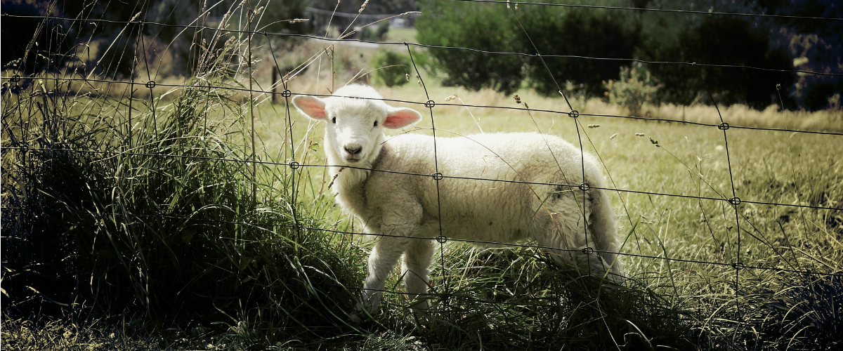Lamb