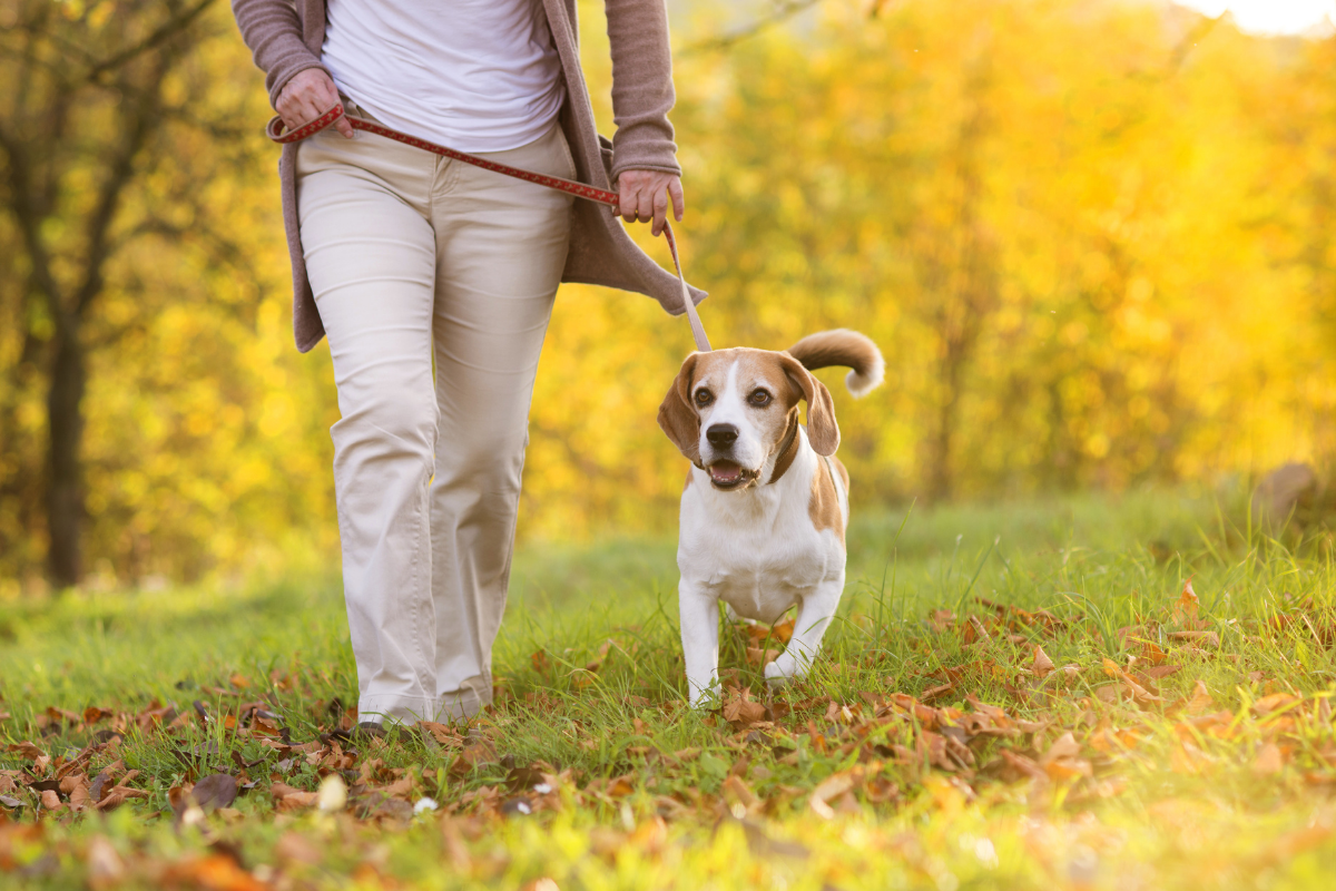 Dog friendly walking routes Northampton , Northants