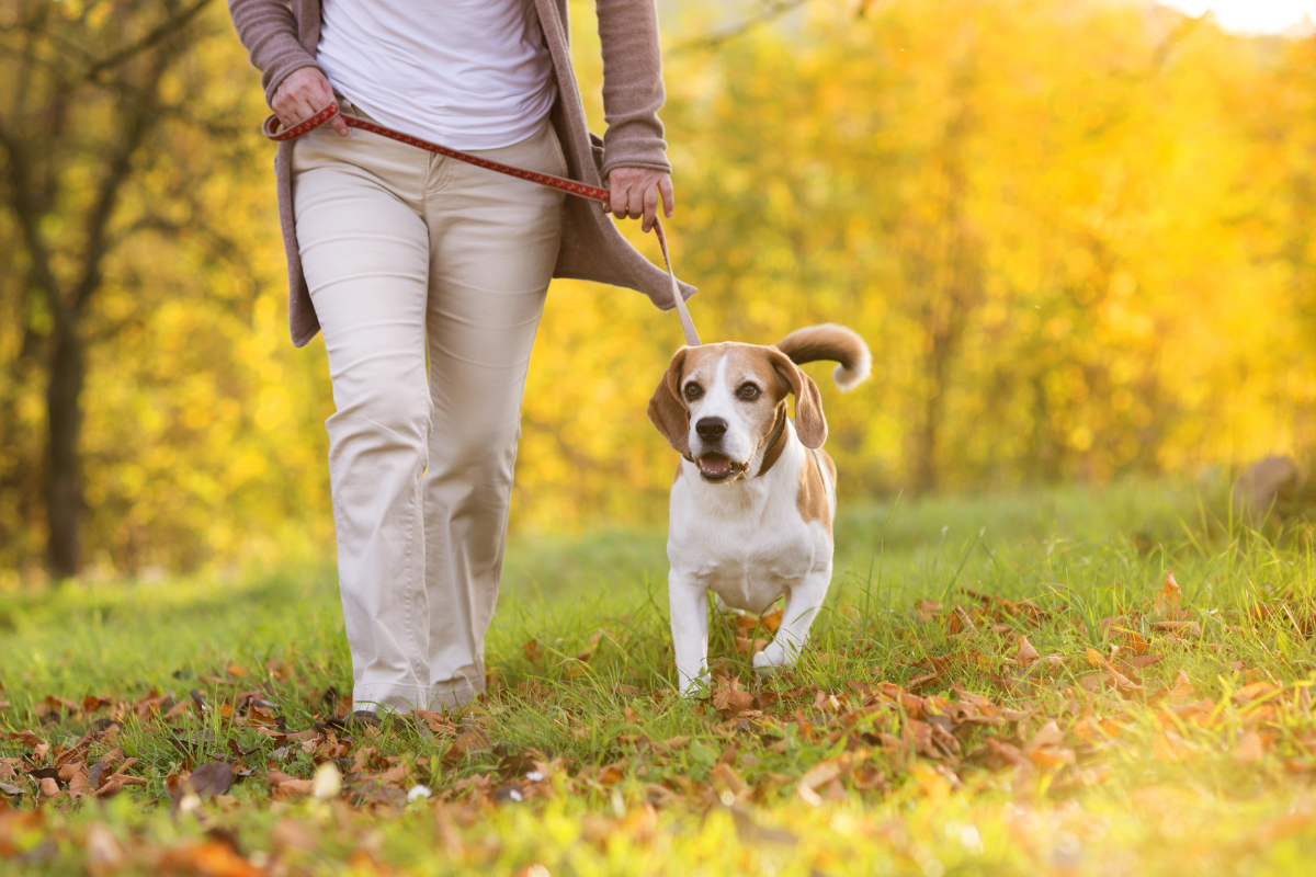 Dog friendly walking routes Northampton.